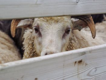 Portrait of sheep in pen