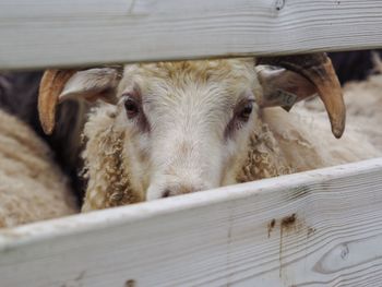 Close-up portrait of sheep seen through fence at farm