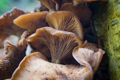 Close-up of mushrooms growing outdoors