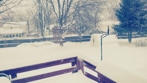 Snow covered trees