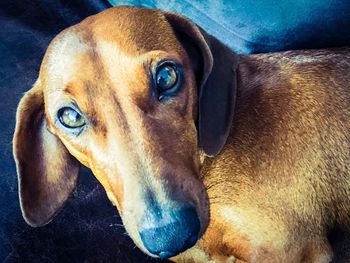 Close-up portrait of dog