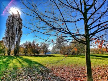 Trees on field against clear sky