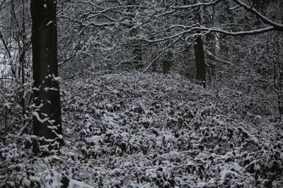 Close-up of snow on tree