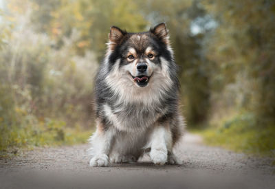 Close-up of dog