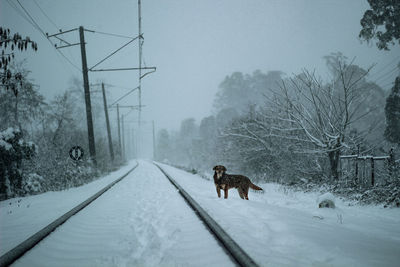 Dog on snow covered landscape