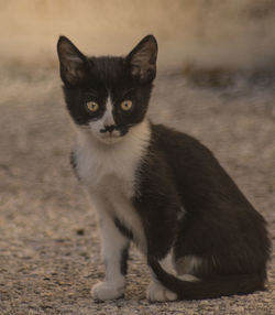 Portrait of cat