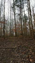 Full frame shot of trees in forest