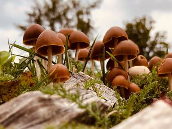 Close-up of mushrooms growing on plant