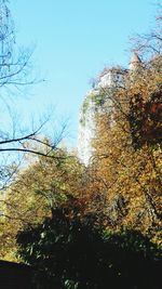 Low angle view of trees against clear sky