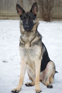 Portrait of dog sitting on snow field