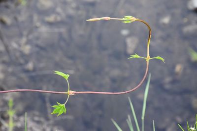 Close-up of plant against blurred background