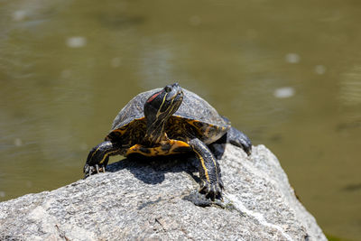 Red eared slider turtle sunning on a rock