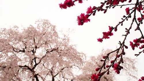 Low angle view of pink flowers