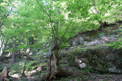 Scenic view of forest