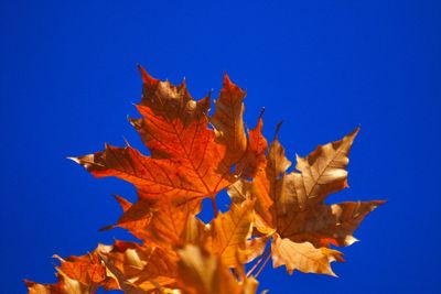 Low angle view of maple leaves against blue sky