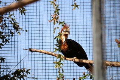 Low angle view of bird perching in cage