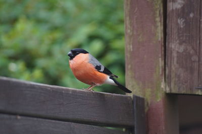 Close-up of bird perching on wood