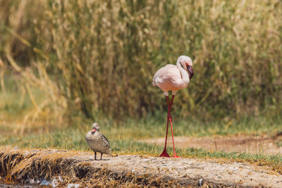 Close-up of flamingo and duck on field