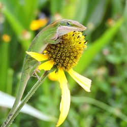 Close-up of insect on yellow flower