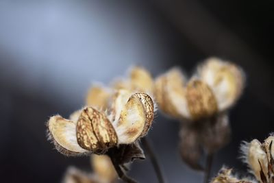 Close-up of flower against blurred background
