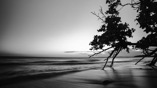 Silhouette tree on beach against clear sky