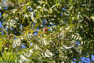 Red crowned parrot eating pecans in los angeles