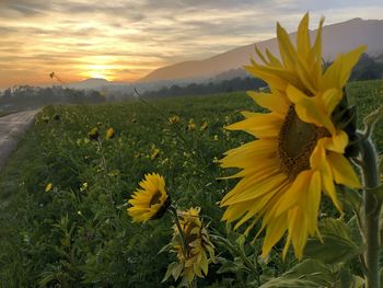 Yellow flowering plant on field against cloudy sky