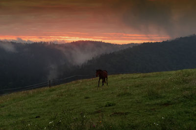 Scenic view of horse grazing on grassy field at sunset