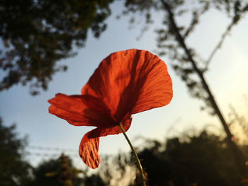 Close-up of red flower against orange sky