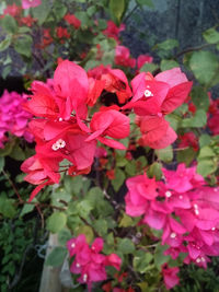 Close-up of pink flowers