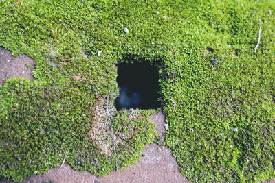 High angle view of plants on field