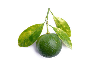 Close-up of fruit against white background