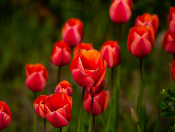 Close-up of red tulips on field