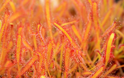 Close-up of orange sndew carnivore plant