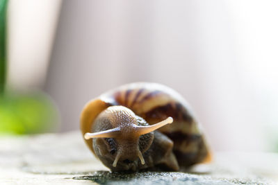 Close-up of snail on surface
