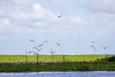 Birds flying over landscape against sky