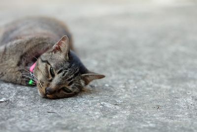 Thai cat lying on the floor