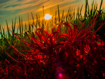Close-up of plants on field at sunset