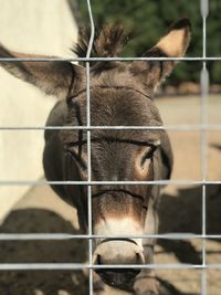 Close-up of a horse