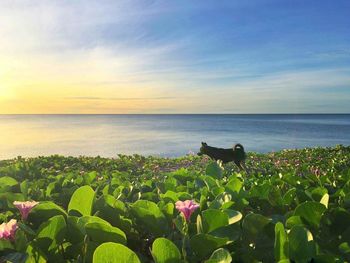 Scenic view of sea against sky