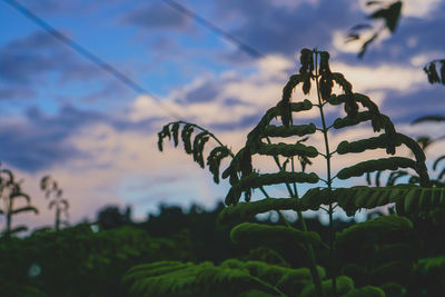 Low angle view of plants against sky