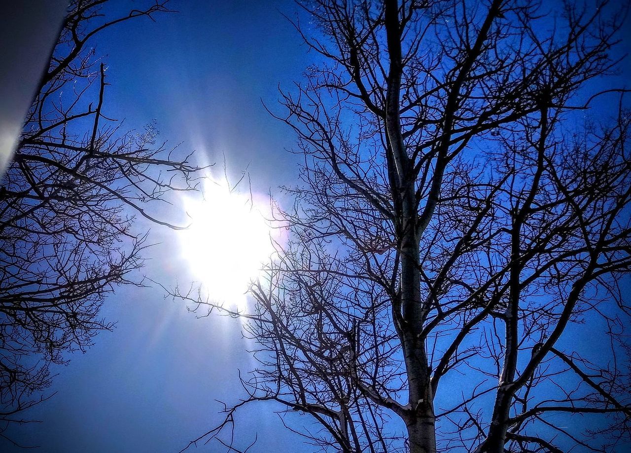 tree, sky, sunlight, bare tree, plant, light, branch, sun, silhouette, nature, low angle view, darkness, beauty in nature, tranquility, lens flare, astronomical object, no people, moonlight, sunbeam, reflection, scenics - nature, cloud, evening, blue, outdoors, back lit, tranquil scene, dawn, moon, non-urban scene, forest