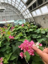 Hand holding flowering plants in greenhouse