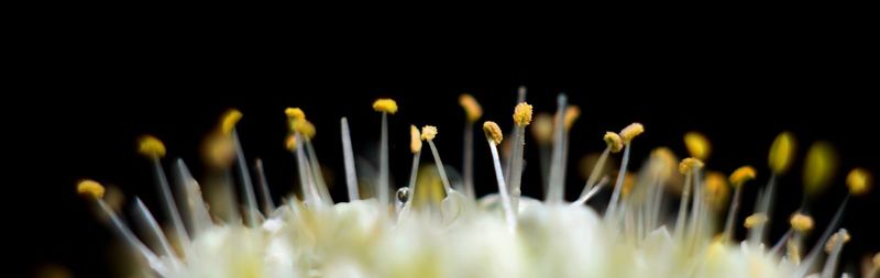Close-up of flowering plant against black background
