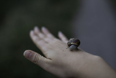 Close-up of insect on hand