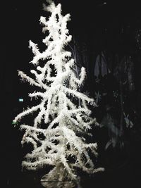 Close-up of frozen tree during winter