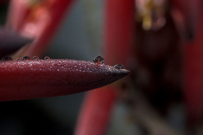 Close-up of an insect on leaf