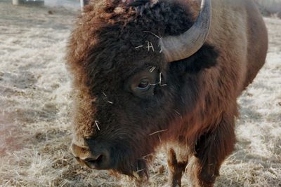 Close-up of  buffalo head