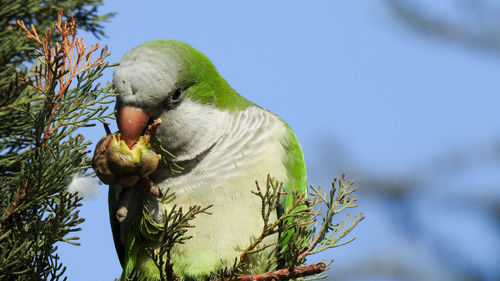 Low angle view of bird perching on the branch