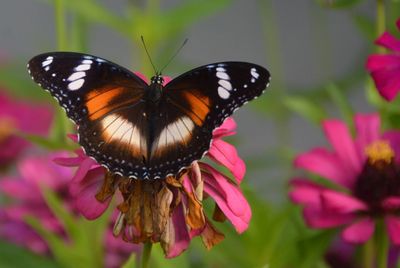 Close-up of butterfly on pink flower